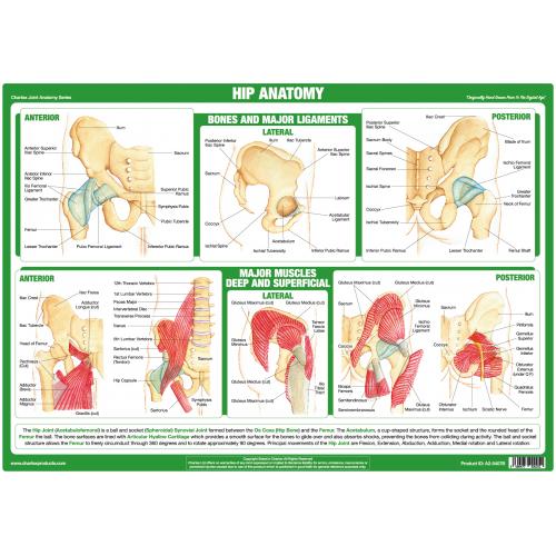 Phoenix Healthcare Products - Chartex Anatomical Chart - Hip