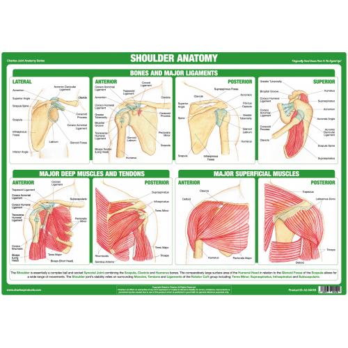 Phoenix Healthcare Products - Chartex Anatomical Chart - Shoulder